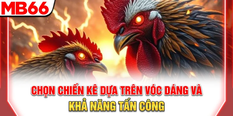 Luật Chơi Và Chiến Thuật Đá Gà Cựa Dao Chi Tiết 2025 10 Chọn chiến kê dựa trên vóc dáng và khả năng tấn công