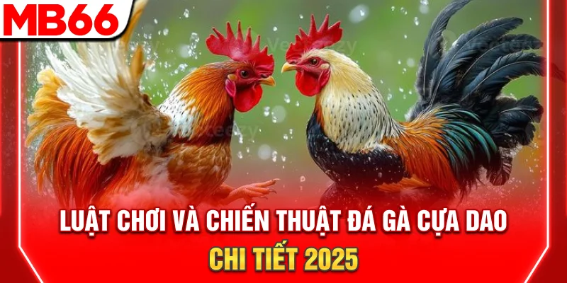 Luật Chơi Và Chiến Thuật Đá Gà Cựa Dao Chi Tiết 2025 6 Luật Chơi Và Chiến Thuật Đá Gà Cựa Dao Chi Tiết 2025